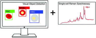 Graphical abstract: Fast label-free recognition of NRBCs by deep-learning visual object detection and single-cell Raman spectroscopy