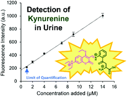 Graphical abstract: Establishing a quantitative fluorescence assay for the rapid detection of kynurenine in urine