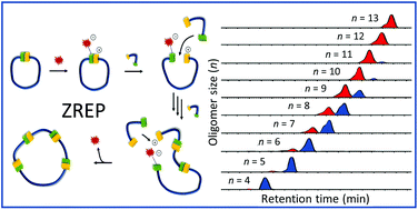 Graphical abstract: Separation, identification, and confirmation of cyclic and tadpole macromolecules via UPLC-MS/MS