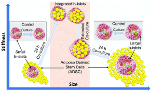 Graphical abstract: Biophysical quantification of reorganization dynamics of human pancreatic islets during co-culture with adipose-derived stem cells