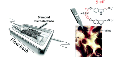 Graphical abstract: In vitro electrochemical measurement of serotonin release in the human jejunum mucosa using a diamond microelectrode