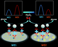Graphical abstract: H2O2-activated independently bidirectional regulation for a sensitive and accurate electrochemiluminescence ratiometric analysis