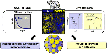 Karakterisasi mobilitas Sr2+ pada sumsum tulang tikus osteoporosis oleh cryo-ToF-SIMS dan cryo-OrbiSIMS