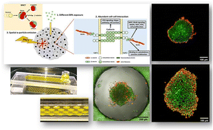 Graphical abstract: Evaluating the biological effectiveness of boron neutron capture therapy by using microfluidics-based pancreatic tumor spheroids