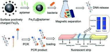 Graphical abstract: Development of a fluorescent test strip sensor based on surface positively-charged magnetic bead separation for the detection of Listeria monocytogenes