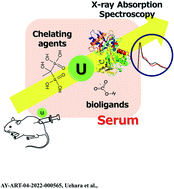 Graphical abstract: Uranium chelating ability of decorporation agents in serum evaluated by X-ray absorption spectroscopy
