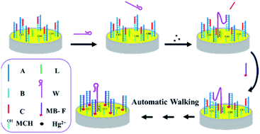 Graphical abstract: A highly sensitive electrochemical biosensor for Hg2+ based on entropy-driven DNA walker-based amplification
