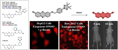 Graphical abstract: Regulating the activity of boronate moiety to construct fluorescent probes for the detection of ONOO−in vitro and in vivo