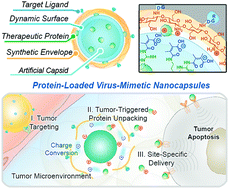 Graphical abstract: Dynamic-responsive virus-mimetic nanocapsules facilitate protein drug penetration and extracellular-specific unpacking for antitumor treatment