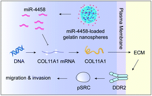 Graphical abstract: MiR-4458-loaded gelatin nanospheres target COL11A1 for DDR2/SRC signaling pathway inactivation to suppress the progression of estrogen receptor-positive breast cancer