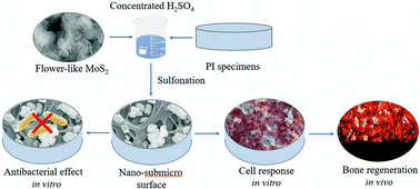 Graphical abstract: Microporous surface containing flower-like molybdenum disulfide submicro-spheres of sulfonated polyimide with antibacterial effect and promoting bone regeneration and osteointegration