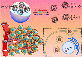 Graphical abstract: Synergistic size and charge conversions of functionalized PAMAM dendrimers under the acidic tumor microenvironment