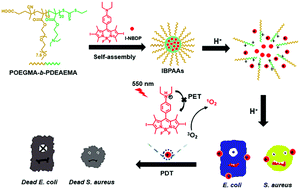 Graphical abstract: An acid-triggered BODIPY-based photosensitizer for enhanced photodynamic antibacterial efficacy