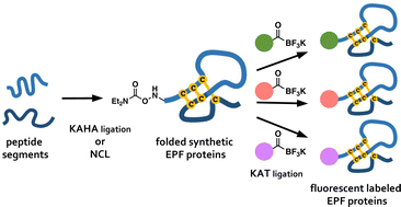 Graphical abstract: Chemical synthesis of the EPF-family of plant cysteine-rich proteins and late-stage dye attachment by chemoselective amide-forming ligations