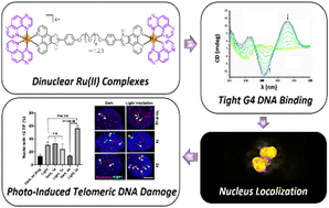Graphical abstract: Photo-induced telomeric DNA damage in human cancer cells