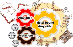 Graphical abstract: Current understanding of metal-dependent amyloid-β aggregation and toxicity