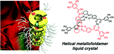 Graphical abstract: Mesogenic discrete metallofoldamer for columnar liquid crystal