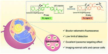Graphical abstract: A ratiometric fluorescence probe for selective and sensitive detection of leucine aminopeptidase in lysosome