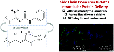Graphical abstract: Effects of sidechain isomerism on polymer-based non-covalent protein delivery