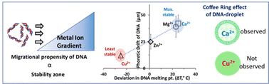 Graphical abstract: Directional migration propensity of calf thymus DNA in a gradient of metal ions