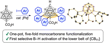 Graphical abstract: Palladium-catalyzed B7–11 penta-arylation of the {CB11} monocarborane cluster