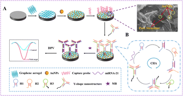 Graphical abstract: An ultrasensitive electrochemical biosensor for microRNA-21 detection via AuNPs/GAs and Y-shaped DNA dual-signal amplification strategy