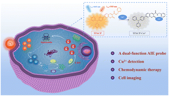 Graphical abstract: A dual-function probe with aggregation-induced emission feature for Cu2+ detection and chemodynamic therapy