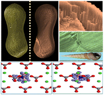 Graphical abstract: Chiral superstructure of aragonite similar to Turritella terebra shell induced by CTAB's adsorption chirality