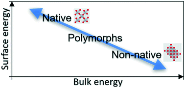 Graphical abstract: Stabilizing nonnative polymorphs at the nanoscale as surface energy is inversely correlated to bulk energies
