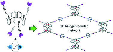 Graphical abstract: Halogen-bonded architectures of multivalent calix[4]arenes