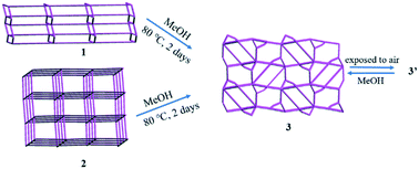Graphical abstract: Structural transformations in cobalt(ii) coordination polymers constructed from flexible N,N′-bis(3-pyridylmethyl)sebacoamide and benzene-1,3,5-tricarboxylic acid