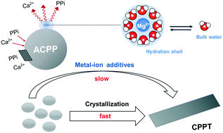 Graphical abstract: Amorphous phase-mediated crystallization of calcium pyrophosphate tetrahydrate: the role of alkaline earth metal ions