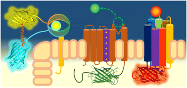 Graphical abstract: Fluorescent proteins and genetically encoded biosensors