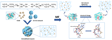 Graphical abstract: Application of magnetic field (MF) as an effective method to improve the activity of immobilized Candida antarctica lipase B (CALB)
