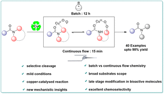 Graphical abstract: The copper-catalyzed oxidative radical process of site selective C–N bond cleavage in twisted amides: batch and continuous-flow chemistry