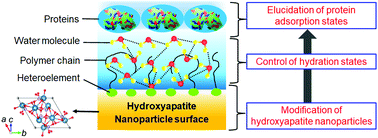 Graphical abstract: Surface modification of hydroxyapatite nanoparticles for bone regeneration by controlling their surface hydration and protein adsorption states