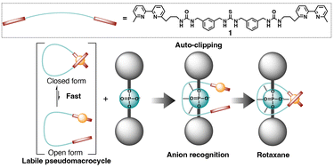 Graphical abstract: Rotaxane formation by an allosteric pseudomacrocyclic anion receptor utilising kinetically labile copper(i) coordination properties