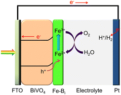 Graphical abstract: The impact of iron–boron electrocatalysts on the charge transport and oxygen evolution reaction of bismuth vanadate photoanodes