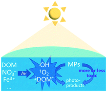 Graphical abstract: Essential role of sunlight irradiation in aqueous micropollutant transformations: influence of the water matrix and changes in toxicities