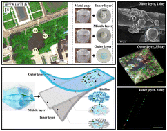 Graphical abstract: Visualization and assessment of the microbial colonization process of disposable surgical masks in a typical natural aquatic environment