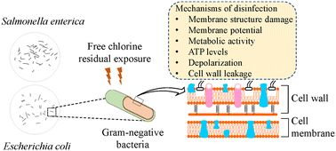 Graphical abstract: Inactivation mechanisms of Escherichia coli O157:H7 and Salmonella enterica by free residual chlorine