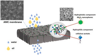 Graphical abstract: Amphiphilic cellulose acetate membrane incorporated with MoS2 nanospheres for oil in water separation