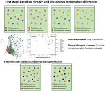 Graphical abstract: Construction of microalgae polyculture based on key population analysis to improve biomass production in municipal wastewater