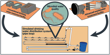 Graphical abstract: Stay in the loop: lessons learned about the microbial water quality in pipe loops transitioned from conventional to direct potable reuse water