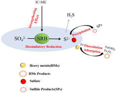 Graphical abstract: Dynamic experiment on remediation of acid mine drainage by iron–carbon microelectrolysis enhancing sulfate-reducing bacteria