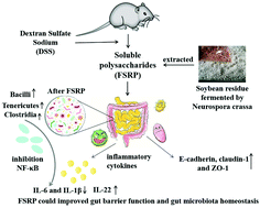 Graphical abstract: Polysaccharides from soybean residue fermented by Neurospora crassa alleviate DSS-induced gut barrier damage and microbiota disturbance in mice