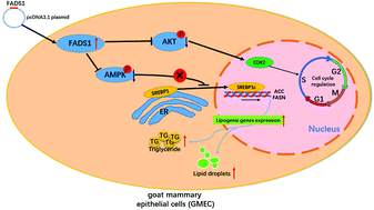 Graphical abstract: FADS1 overexpression promotes fatty acid synthesis and triacylglycerol accumulation via inhibiting the AMPK/SREBP1 pathway in goat mammary epithelial cells