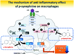 Graphical abstract: p-Synephrine suppresses inflammatory responses in lipopolysaccharide-stimulated RAW264.7 cells and alleviates systemic inflammatory response syndrome in mice