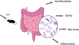Graphical abstract: Modulation of Lactobacillus rhamnosus GG on the gut microbiota and metabolism in mice with Clostridioides difficile infection