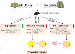 Graphical abstract: Whey protein and soy protein prevent obesity by upregulating uncoupling protein 1 to activate brown adipose tissue and promote white adipose tissue browning in high-fat diet-fed mice